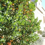 Κατάλυμα σε φάρμα Masseria Pagani Nardò