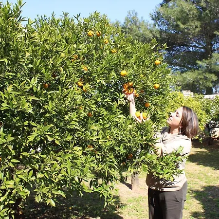 Masseria Pagani Κατάλυμα σε φάρμα Nardò